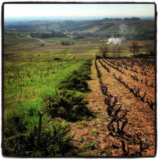 Di 29.07. Wine tasting Natural wine in english