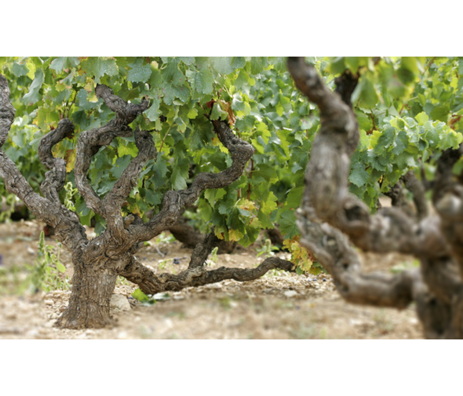 Mi 18.6.2025 Summer Wines – sip sip durch den Sommer